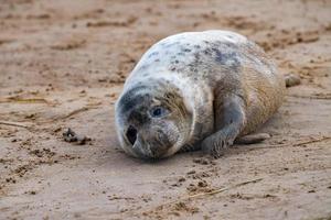 Kegelrobbenwelpe beim Entspannen am Strand in Großbritannien foto