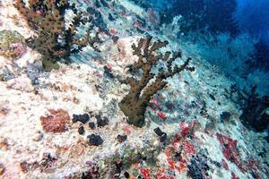 Schiffswrack im Indischen Ozean der Malediven foto