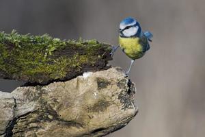 große Blaumeise foto