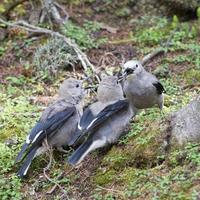 Spatz, während er dich ansieht foto