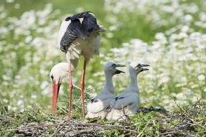 Storch mit Welpenbaby in seinem Nest auf dem Gänseblümchenhintergrund foto