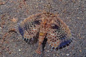 Fliegender Knurrhahn Dactylopterus volitans Fische unter Wasser foto