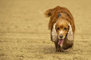 englischer Cockerspaniel-Hund, der zu Ihnen kommt foto