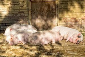 rosa Schweine beim Schlafen außerhalb der Farm foto