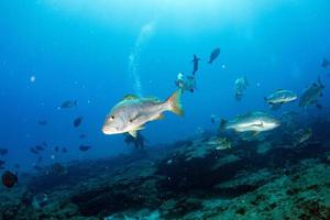 Zackenbarsch Süßlippen Fischschwarm unter Wasser foto