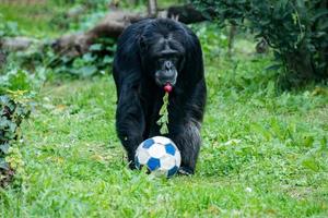 Affen-Schimpansen-Affe, während er mit Fußball zu Ihnen kommt foto