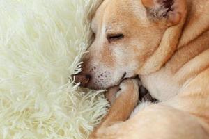 Hund ruht auf einem Bett foto