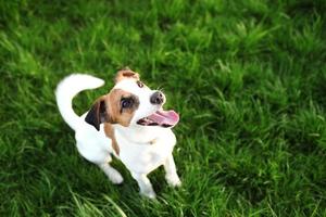 reinrassiger Jack Russell Terrier Hund im Freien foto