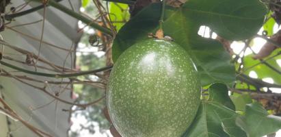 Frische ganze Passionsfrucht, die noch am Baum hängt und darauf wartet, komplett mit ihren Blättern und Zweigen geerntet zu werden foto