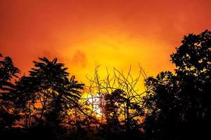 Baumschattenbild und Sonnenunterganghimmel foto