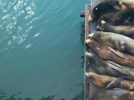 Seelöwen schlafen in einer Reihe auf einem Holzdeck über dem Wasser foto
