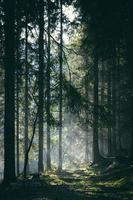 Nebel durchnässter Wald in Tschechien foto