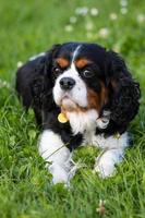 Kavalier König Charles Spaniel, der auf grünem Gras in einem Park liegt foto