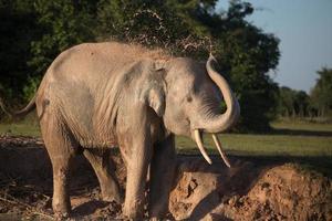 elefant, der schlammbad nimmt foto