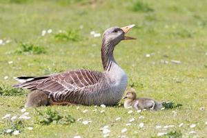 Muttergans und Babys foto