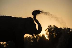 Asien-Elefant im Wald bei Sonnenuntergang foto