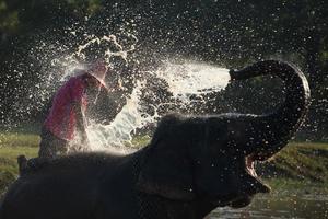 großer Elefant, der im Fluss badet und sich mit Wasser besprüht, geführt von seinem Betreuer foto