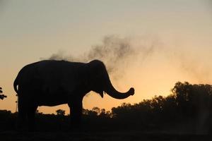 Asien-Elefant im Wald bei Sonnenuntergang foto