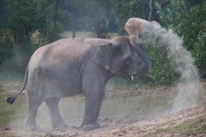 Elefant nimmt ein Staubbad foto