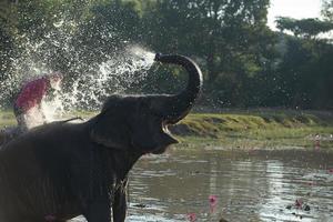 großer Elefant, der im Fluss badet und sich mit Wasser besprüht, geführt von seinem Betreuer foto