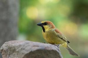 bunter Vogel thront auf Felsen foto