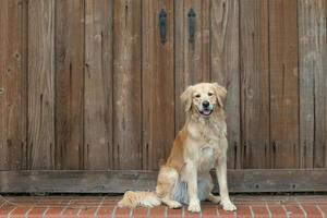 Golden Retriever sitzt auf einer Stufe draußen foto