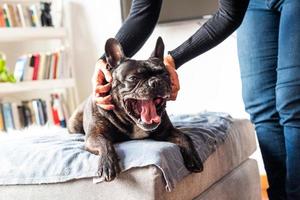Französische Bulldogge erhält einen Kratzer foto