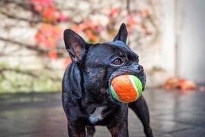 französische Bulldogge mit einem Ball foto