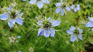 eine Gartenblume foto