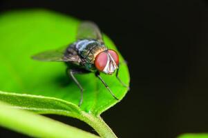 grüne Flasche fliegen auf Blatt foto