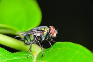 Chrysomya Megacephala Fliege foto