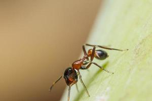 Makrospinne auf Pflanze foto