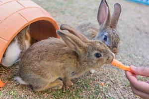 Kaninchen isst Karotte foto