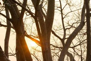 Silhouette der Bäume in der Abenddämmerung foto