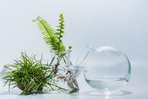 Terrarienpflanzen auf weißem Hintergrund foto