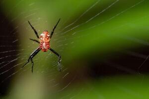 Makrospinne in der Natur foto