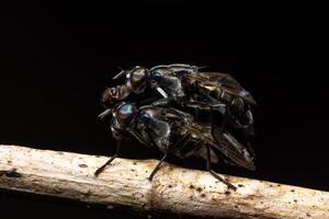 schwarze Frucht fliegt Paarung foto