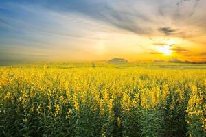 Crotalaria-Feld unter Sonnenuntergangshimmel foto