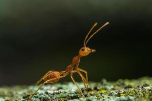 Nahaufnahme der roten Ameise foto