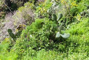 Gras, Opuntia-Kaktus, wilde Blumen in Sizilien foto