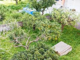 Oben Blick auf Zitronenbaum im Hinterhof, Sizilien foto