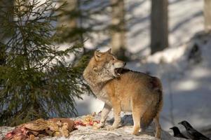 Ein grauer Wolf, isoliert im Schnee, während er dich ansieht foto