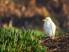 weißer Vogel im Gras foto