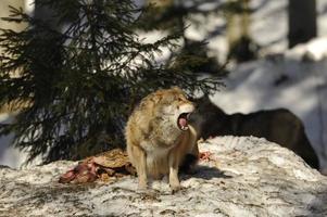 Ein grauer Wolf, isoliert im Schnee, während er heult foto