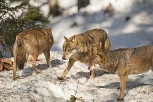 grauer Wolf auf dem Schneehintergrund foto