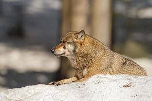 grauer Wolf auf dem Schneehintergrund foto