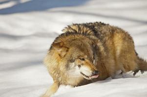 grauer Wolf auf dem Schneehintergrund foto
