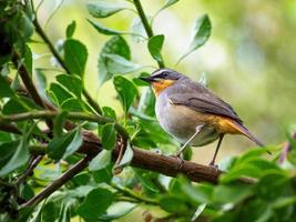 Nahaufnahme eines Kap-Rotkehlchen-Chat-Vogels foto