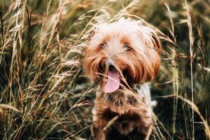 kleiner Hund im Feld foto