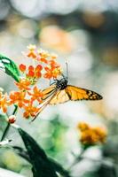 Schmetterling auf Blume foto